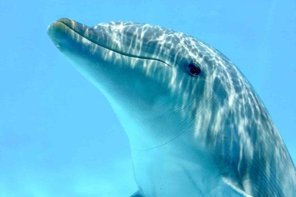 Immersion totale dans le monde des dauphins en Martinique